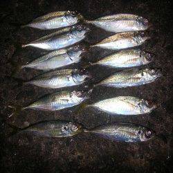 舞洲　満潮からの下げ潮狙いのアジング釣行