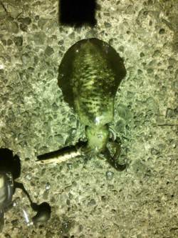 久美浜　エギングのアオリイカはまだまだいけ…