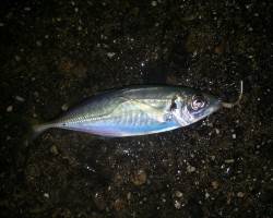 レギュラーサイズのアジはボコボコに釣れまし…