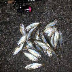 レギュラーサイズのアジはボコボコに釣れました