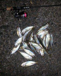 レギュラーサイズのアジはボコボコに釣れました