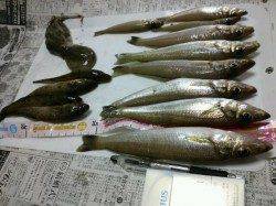 遠出し落ちギス狙いで姫路の網干港へ