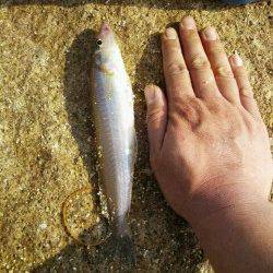 遠出し落ちギス狙いで姫路の網干港へ