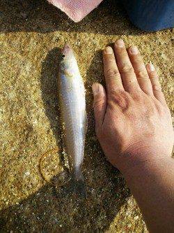 遠出し落ちギス狙いで姫路の網干港へ