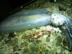 あがってきたのは胴長27ｃｍ960ｇのグッドサイズのアオリ♪