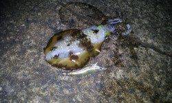 伊根エリアでのナイトエギング釣果