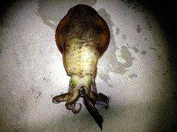 いいサイズのアオリイカGET！舞子でナイトエギング！