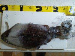 あがってきたのは胴長27ｃｍ960ｇのグッドサイズのアオリ♪