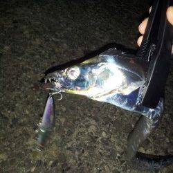 深めのレンジを探れるミノーでF4の良型タチウオ