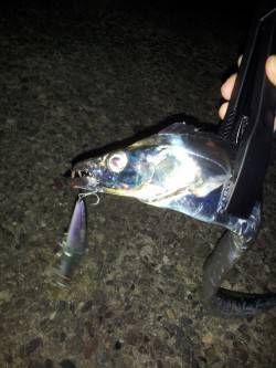 深めのレンジを探れるミノーでF4の良型タチ…