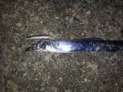 深めのレンジを探れるミノーでF4の良型タチウオ