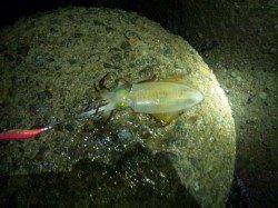 アジュール舞子～西舞子　エギングでのアオリイカ狙いはホトムでヒット