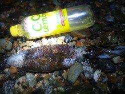 アジュール舞子～西舞子　エギングでのアオリイカ狙いはホトムでヒット