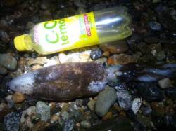 アジュール舞子～西舞子　エギングでのアオリ…