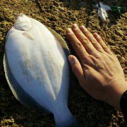 網干港で投げ釣り、本命のお腹パンパンマコガレイ！