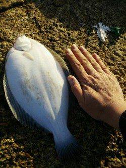 網干港で投げ釣り、本命のお腹パンパンマコガレイ！