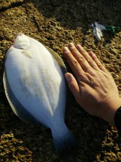 網干港で投げ釣り、本命のお腹パンパンマコガ…