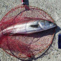 都志　呑ませ釣りでスズキ☆　サビキはアジが200尾の釣果