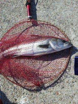 都志　呑ませ釣りでスズキ☆　サビキはアジが200尾の釣果