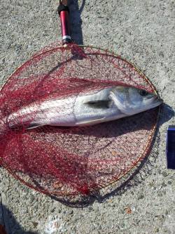 都志　呑ませ釣りでスズキ☆　サビキはアジが…