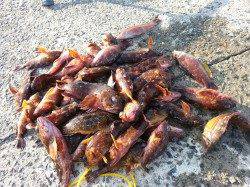 垂水一文字で穴釣りでガシラを数釣り☆根魚絶好調