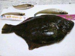 網干港で投げ釣り、本命のお腹パンパンマコガレイ！