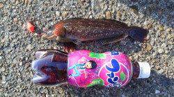 本荘人工島の穴釣りでアイナメ&ガシラ