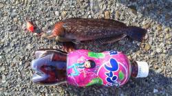 本荘人工島の穴釣りでアイナメ&ガシ…