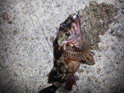 岡田浦漁港、活性が高かったのはガシラ