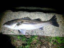 久々子でシーバス、3時間過ぎに待望の当たり