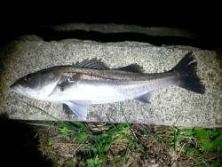 久々子でシーバス、3時間過ぎに待望の当たり…