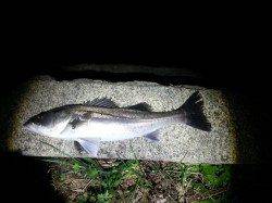 久々子でシーバス、3時間過ぎに待望の当たり