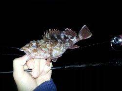 岡田浦漁港、活性が高かったのはガシラ