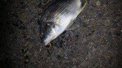 松帆でアジング　ガシラ・アジ・キビレをゲット☆