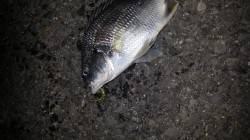 松帆でアジング　ガシラ・アジ・キビレをゲッ…