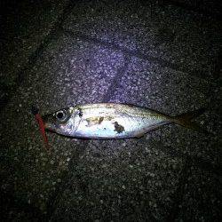 舞洲でアジング 良型?のバラシが悔しい!