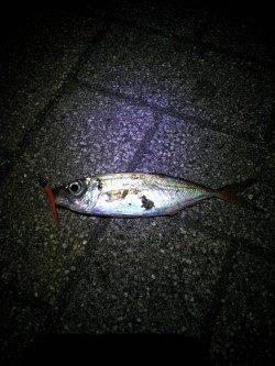 舞洲でアジング 良型?のバラシが悔しい!