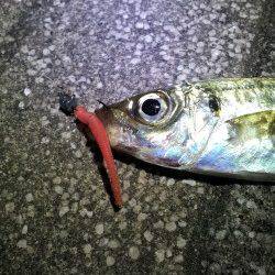 舞洲でアジング 良型?のバラシが悔しい!