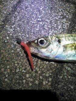 舞洲でアジング 良型?のバラシが悔しい!