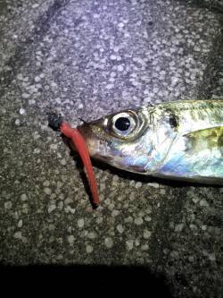 舞洲でアジング　良型？のバラシが悔しい！