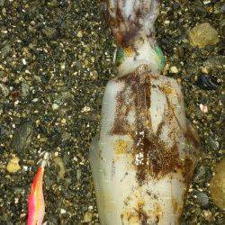 小浦漁港　スラックジャーク後のボトムステイでアオリイカ☆