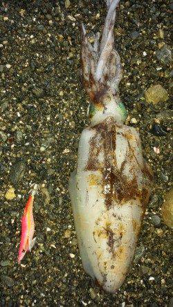 小浦漁港　スラックジャーク後のボトムステイでアオリイカ☆