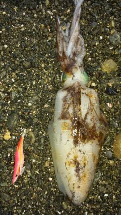 小浦漁港　スラックジャーク後のボトムステイ…