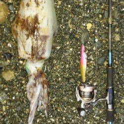 小浦漁港　スラックジャーク後のボトムステイでアオリイカ☆