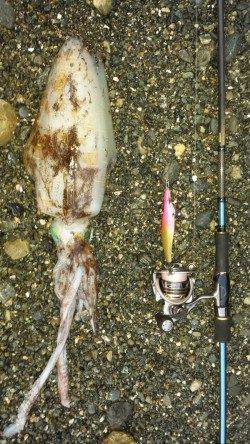 小浦漁港　スラックジャーク後のボトムステイでアオリイカ☆