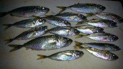 松帆でアジング　ガシラ・アジ・キビレをゲット☆