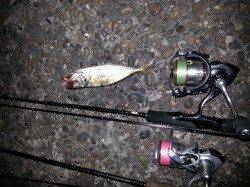 深日漁港、アジ狙いで見事アジGET