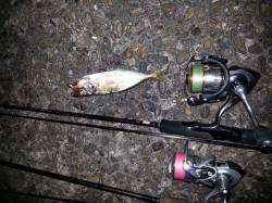 深日漁港、アジ狙いで見事アジGET