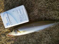 網干浜北東面夕方１６時から１９時まで夕まづ…