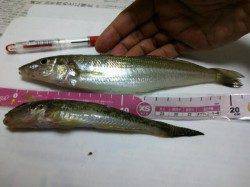 網干浜北東面夕方１６時から１９時まで夕まづめ狙いで投げ釣り